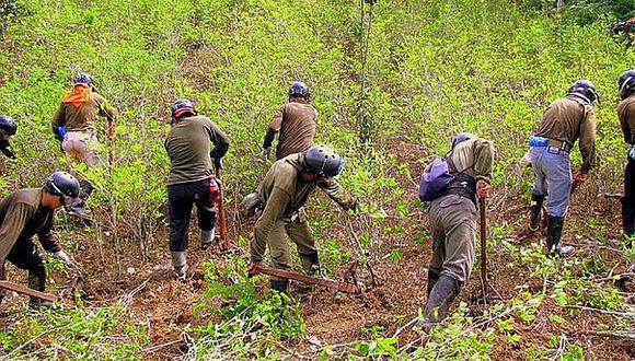 Cultivos de hoja de coca crecen 14% en Perú y llegan a casi 50 mil hectáreas, según la ONU