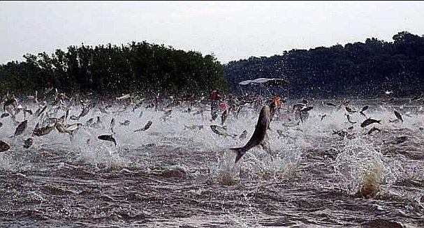 Australia esparcirá una especie de herpes para erradicar peces de agua dulce