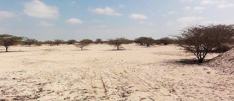 Piura: Ejecutan proyecto de forestación en 40 hectáreas del desierto de Paita
