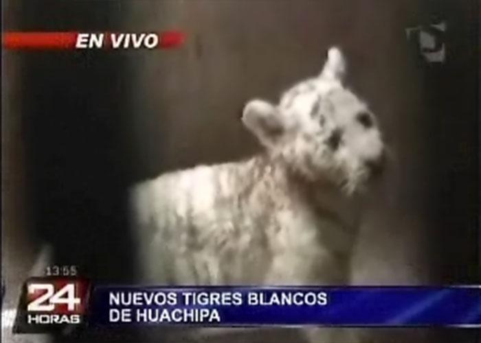 Conozca a los tres tigres blancos nacidos en el Zoológico de Huachipa
