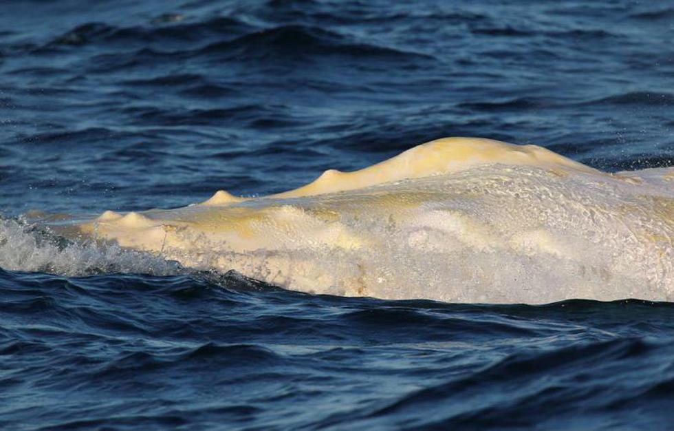 Australia: Avistan un raro ejemplar de ballena blanca (FOTOS)