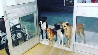 Foto de cuatro perros esperando por horas en la puerta de hospital a su dueño conmueve en redes sociales