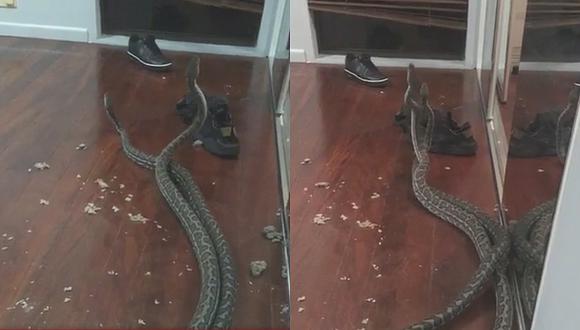 Serpientes pelean y caen sobre un dormitorio tras romper el techo (VIDEO)