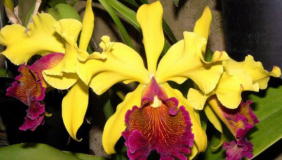 Crece tráfico de orquídeas en Machu Picchu