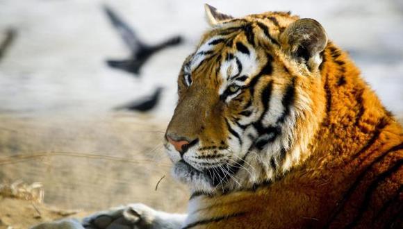 El tigre liberado por Putin es acusado de masacrar un corral de cabras en China
