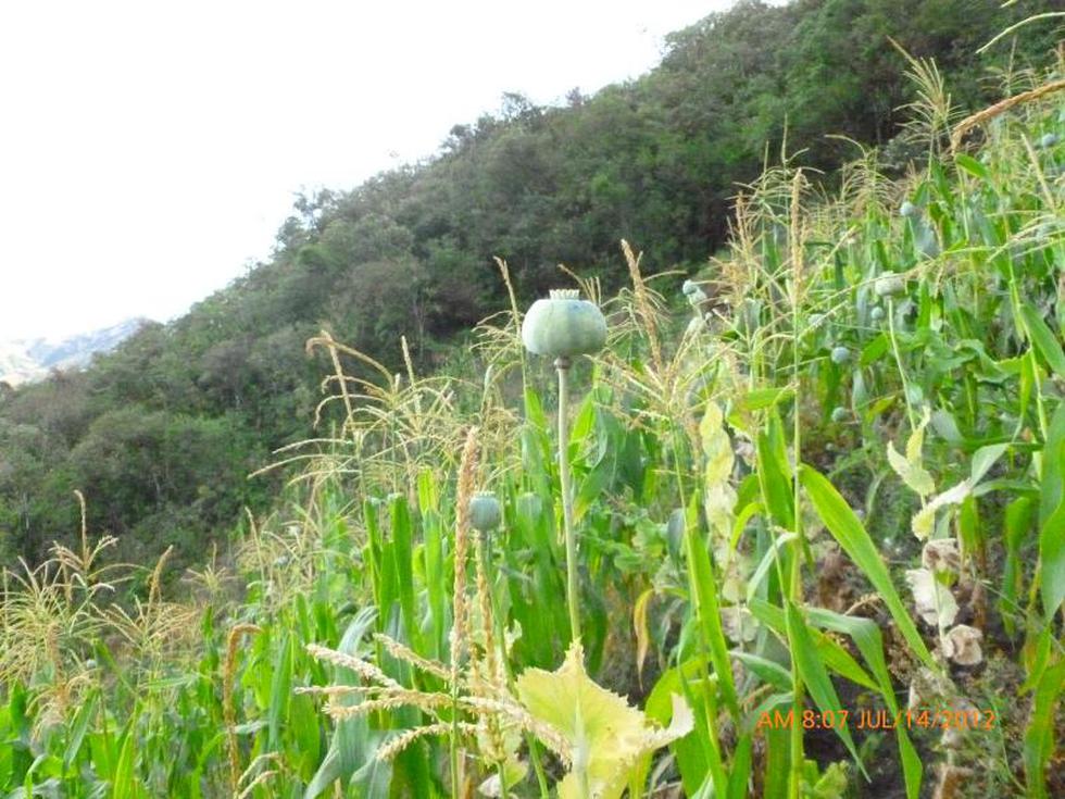 Amapola al por mayor en Huarmaca