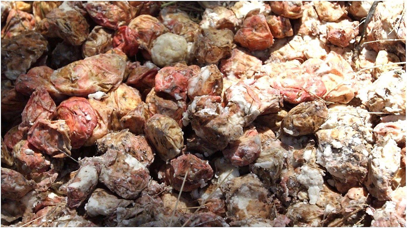 Tocosh: Conoce más de este alimento que combate la gastritis y úlceras