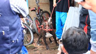 Unas 275 personas mordidas por canes terminaron con lesiones graves en Huancayo