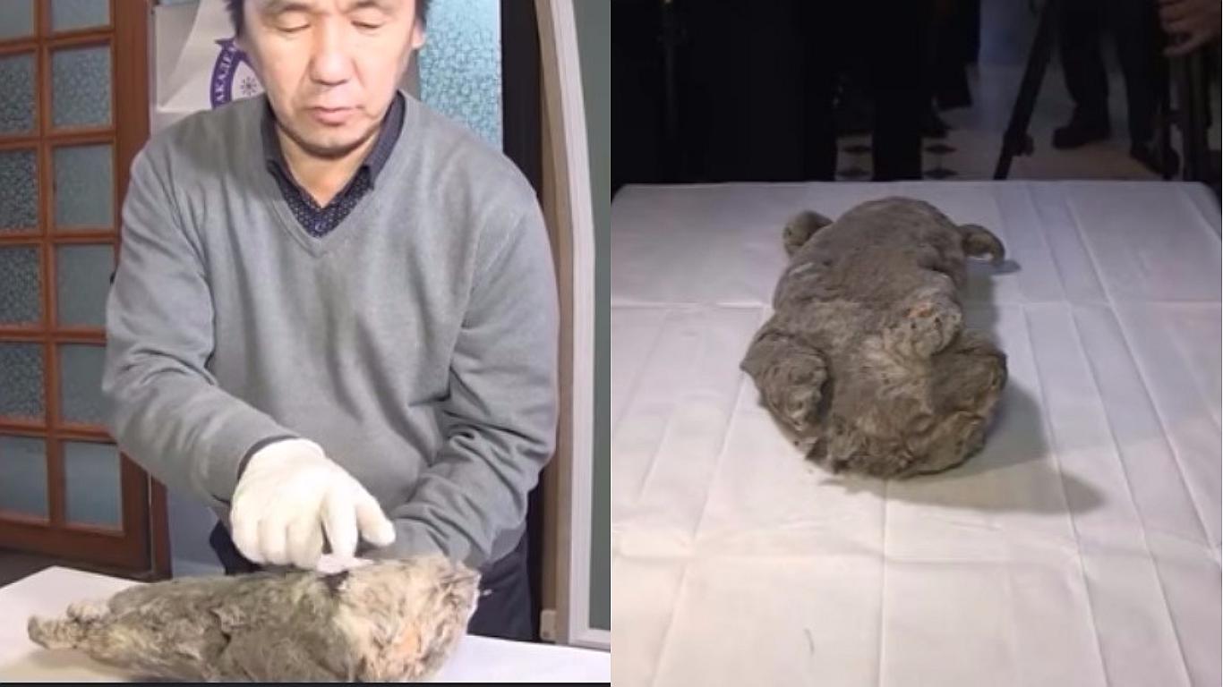 Científicos rusos intentarían 'resucitar' al extinto león de las cavernas (VIDEO)