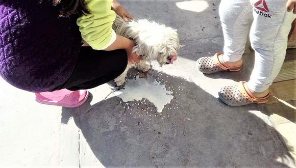 Envenenan cinco perros en sector El Porvenir de Miraflores