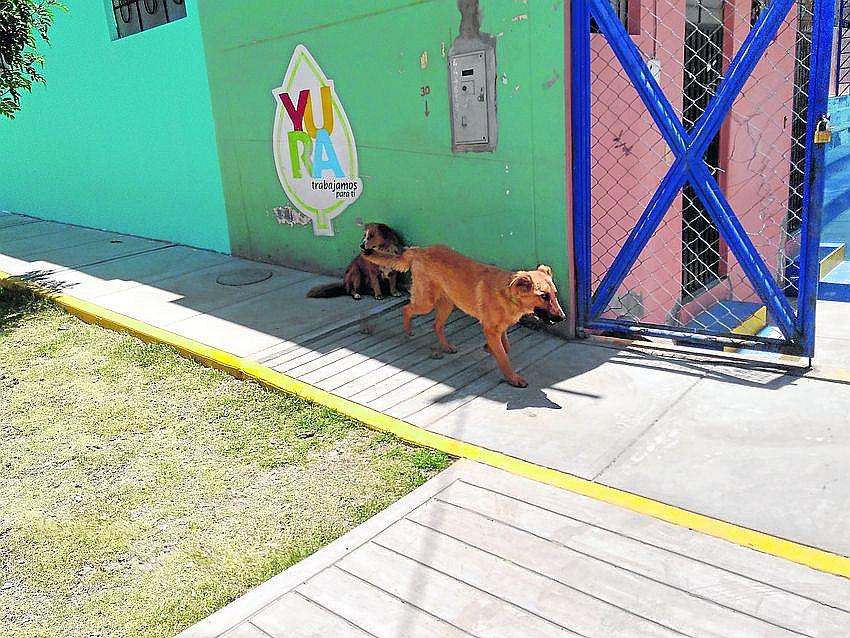 Vecinos de Ciudad de Dios viven atemorizados por perros callejeros