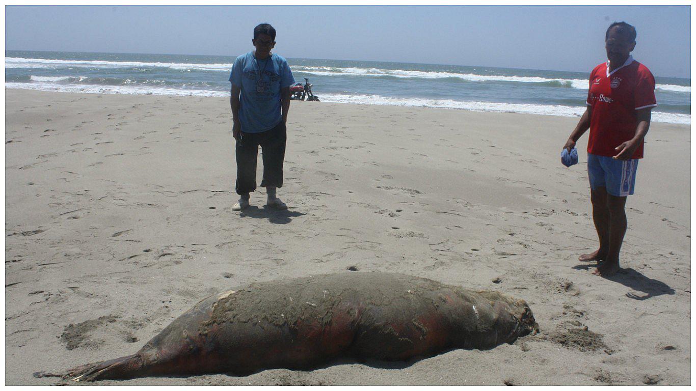 Chiclayo: Hallan especies marinas varadas en playa de Lagunas (VIDEO)