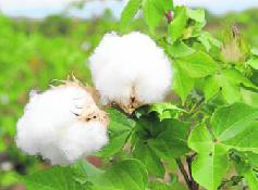 Al rescate del "Oro Blanco"  