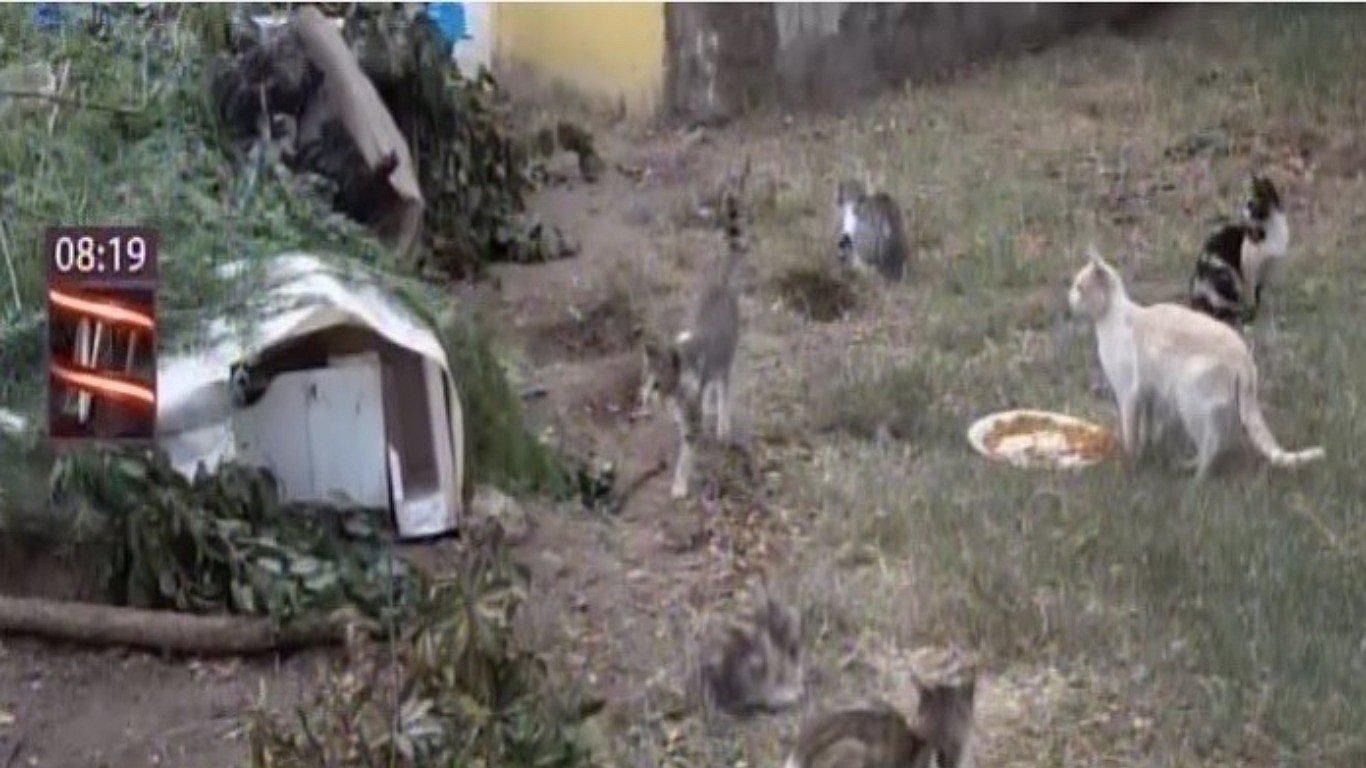 Gatos recién nacidos son quemados vivos en un parque cuando dormían en refugio (VIDEO)