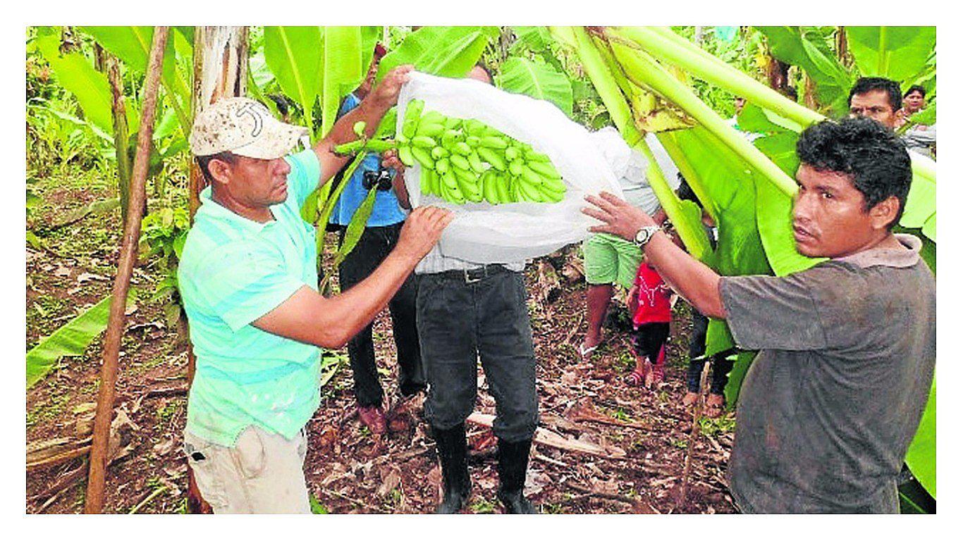 Baja producción de plátano en Tumbes