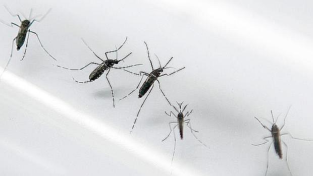 El zancudo Aedes aegypti transmite el dengue, y también el zika y la chikungunya. (Foto: GEC)