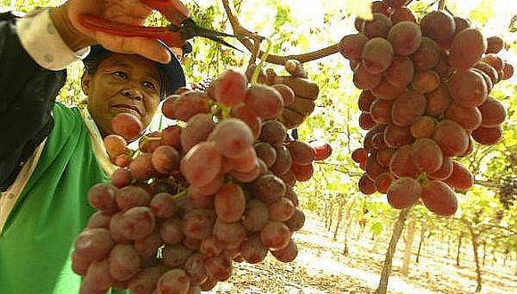 Mincetur: Perú es el tercer exportador de uva en el mundo