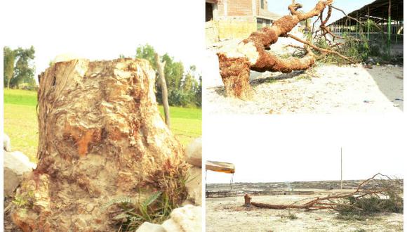 Municipio de Majes notifica a 10 asociaciones por cortar árboles para Yunzada
