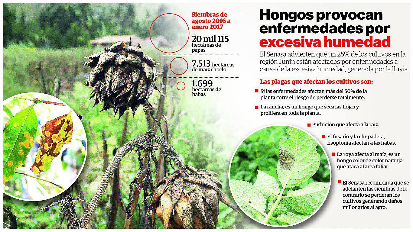 ​Hongos por lluvias ponen en 'jaque' la agricultura de la región Junín 