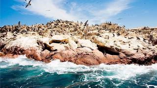 Reserva Nacional de Paracas cumplió 47 años conservando el ecosistema marino: Admira su belleza