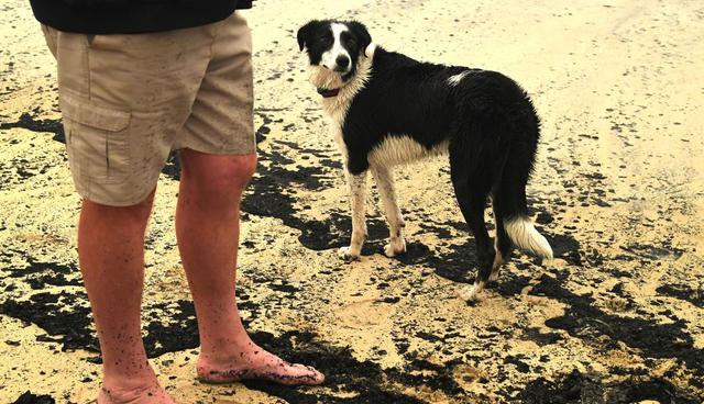 Un perro se encuentra entre las cenizas de los incendios forestales arrasados en una playa en Merimbula, en el estado australiano de Nueva Gales del Sur. (Foto: AFP)