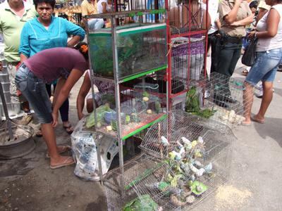 Venden animales silvestres en mercados de Piura