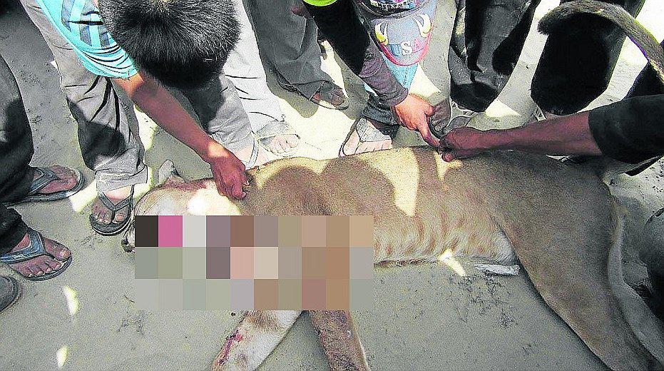 Piura:  Agricultor salva de morir luego de ser atacado por un puma 