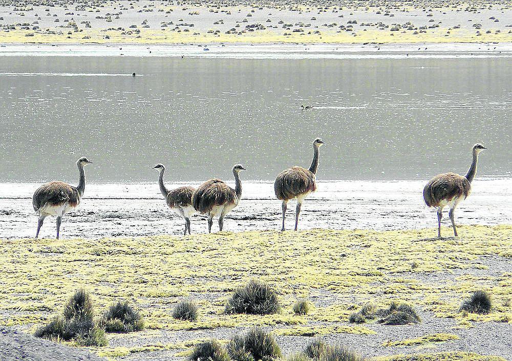 Tacna: ¿Qué especies están en riesgo de desaparecer? 