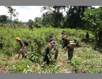 Corah erradicó 27
 mil Has. de coca