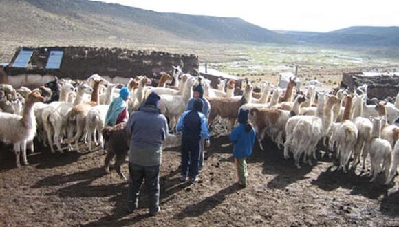 Inician entrega de 7 mil alpacas de reposición