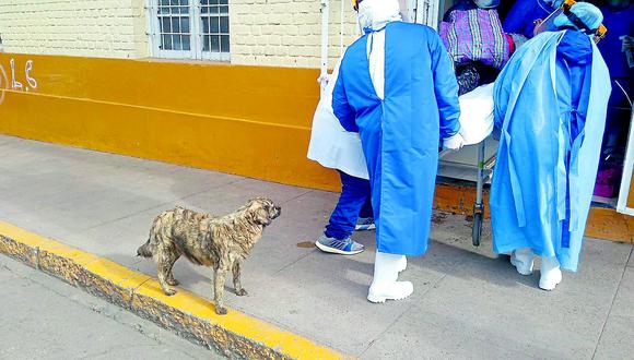 ​Huancayo: Mujer se desvanece y mascota no la abandona  incluso después de ser internada 