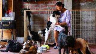 Campaña “Por amor a las mascotas” busca mejorar albergues que acogen a perros y gatos abandonados