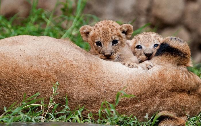 Zimbabue: reserva estudia sacrificar 200 leones por superpoblación 