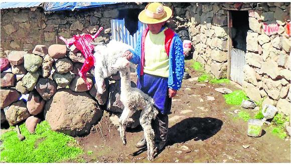 Huancavelica: Advierten mercado negro para la venta de pieles