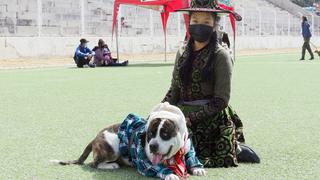 Cusco: concurso de mascotas con trajes típicos de Chumbivilcas llama la atención (FOTOS)
