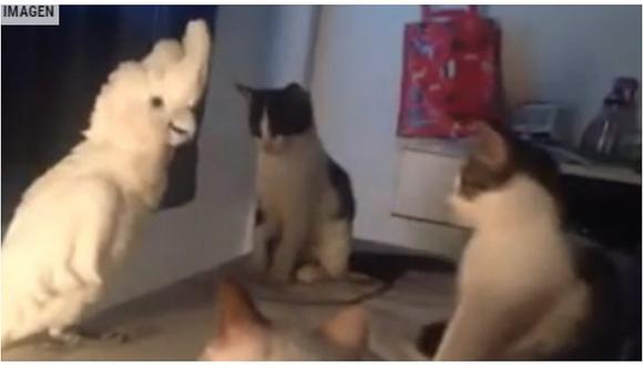 YouTube: Cacatúa "maulla" igual que grupo de gatos para caerles en simpatía (VIDEO)