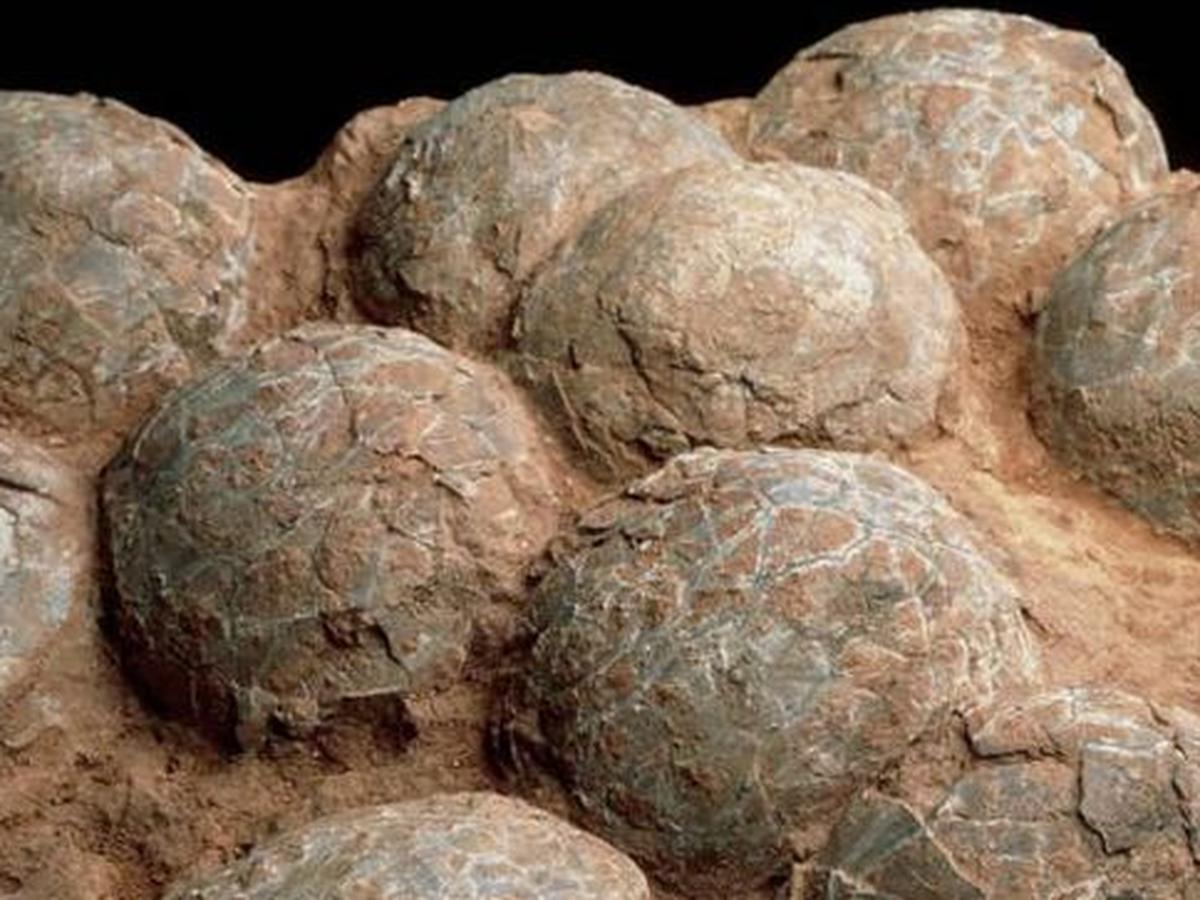 Huevos fosilizados de dinosaurio best sale