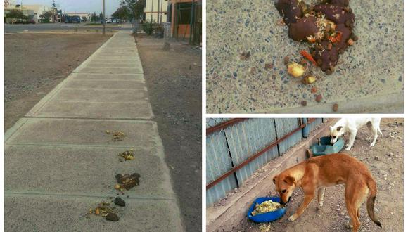 Condenan a 16 perros abandonados que habitan en la Zona Franca