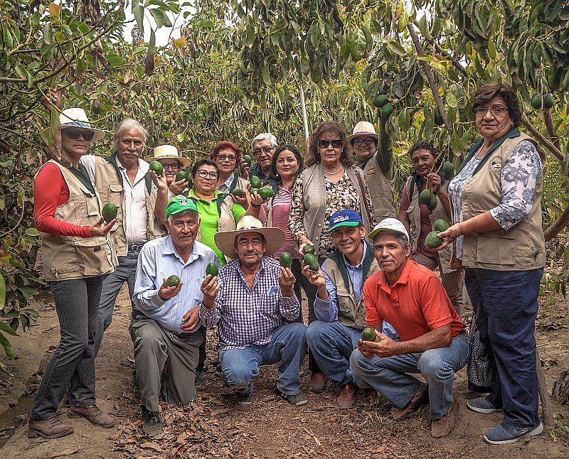 Arequipeños producen 22 toneladas de palta por hectárea al año
