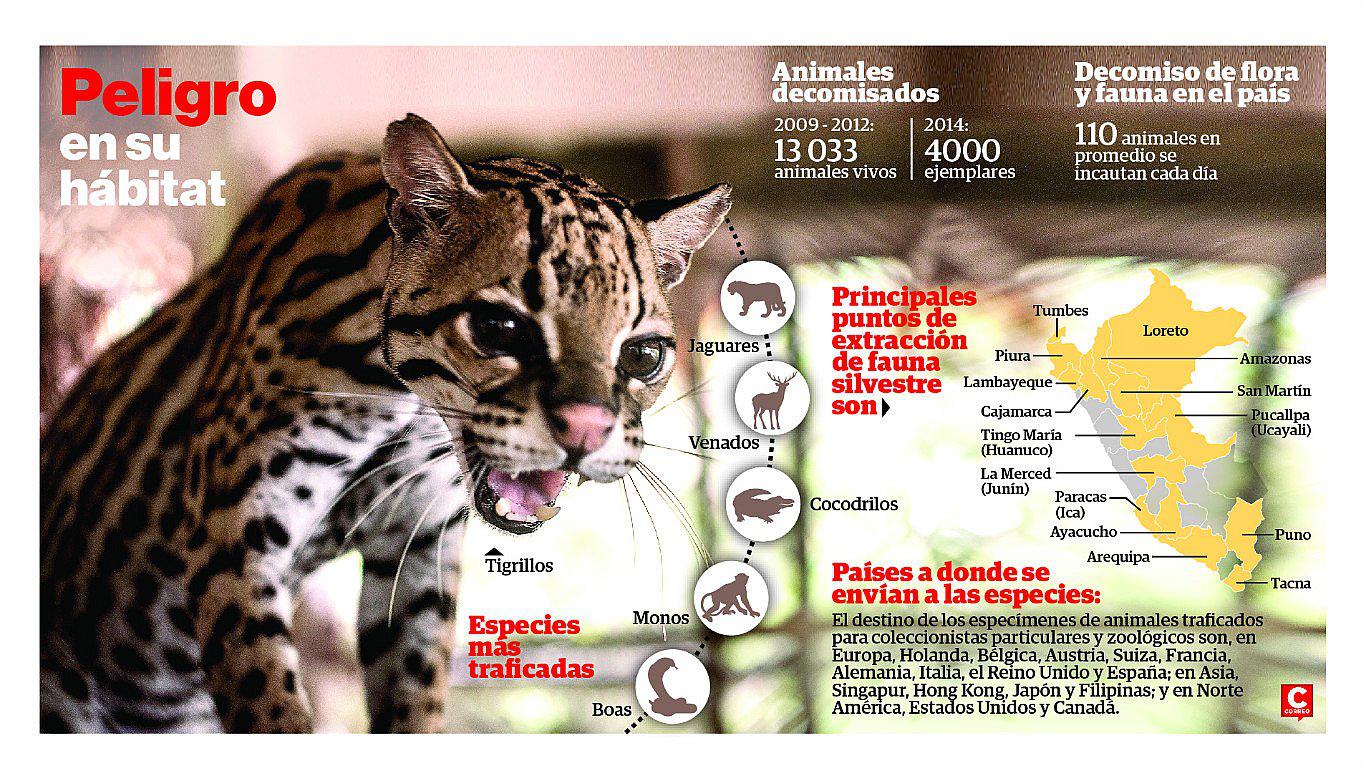 Felinos de nuestra selva son muy demandados en el extranjero