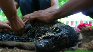 Voluntarios salvaron a perrito que había caído a alquitrán caliente (FOTOS)