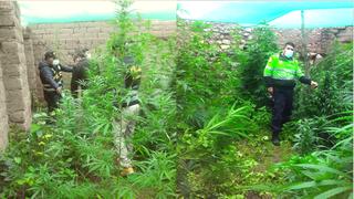 Descubren centro de producción y comercialización de marihuana en Cusco