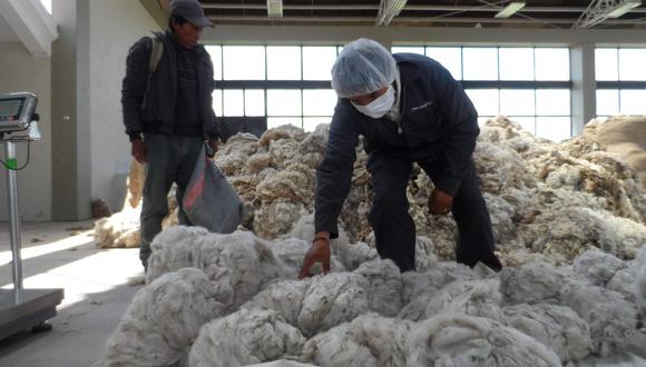 Santa Lucía exportará un aproximado de 120 toneladas de fibra de alpaca