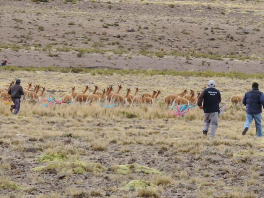 Destinan S/. 1.5 millones para área de conservación 'Vilacota Maure'