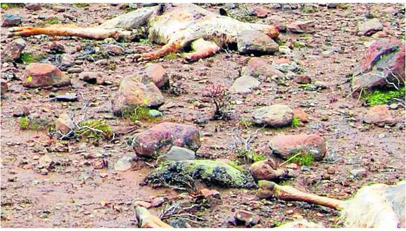 Huancavelica: Cazadores furtivos se ensañan con comunidades campesinas y matan dieciséis vicuñas 