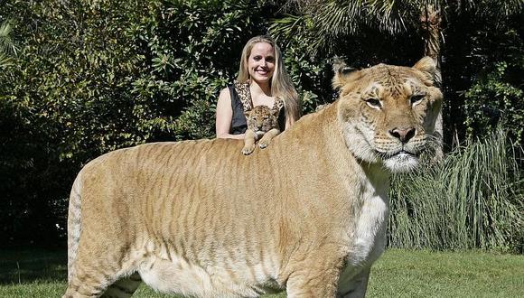 Un híbrido de una tigresa con un león sorprende por su gran tamaño (VIDEO)