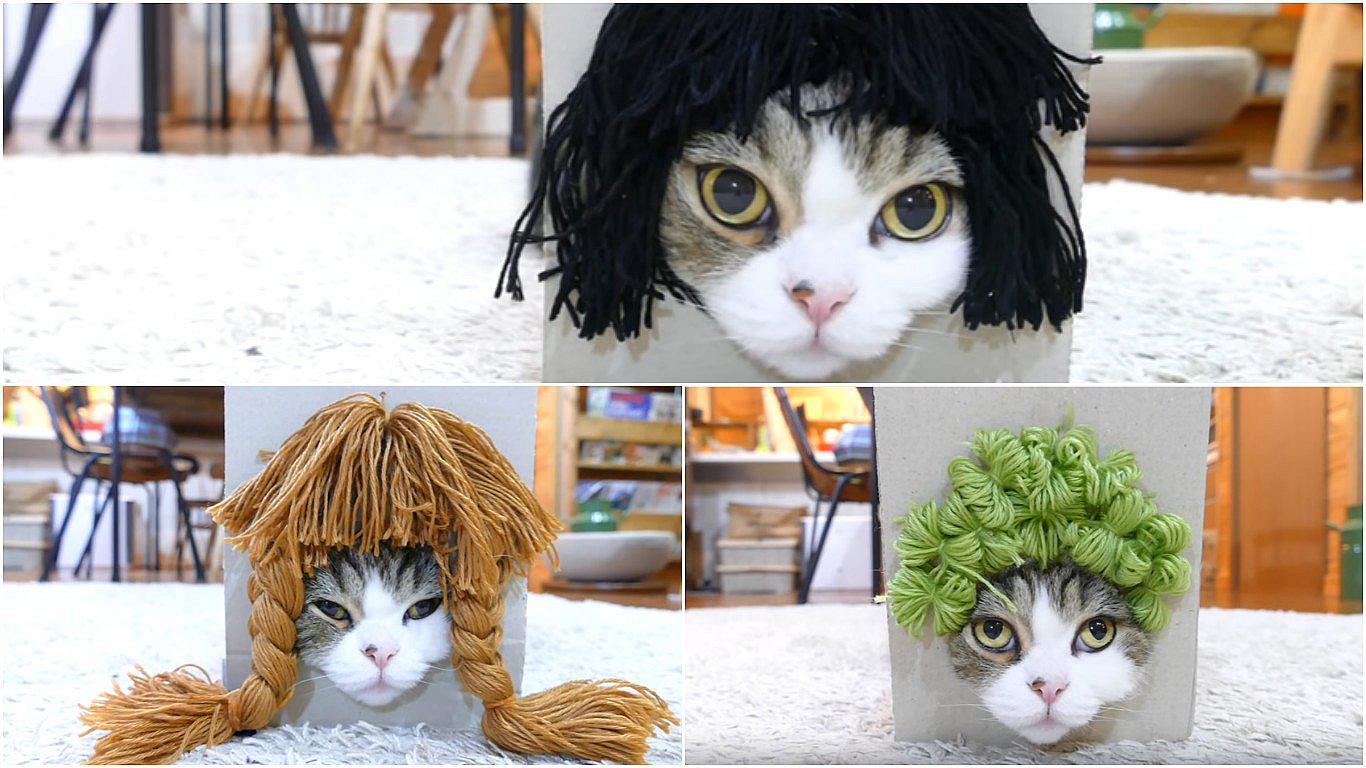 Youtube: gato descubre cuál es su peluquín favorito (VIDEO)