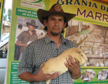 Criar cuy es un  negocio rentable