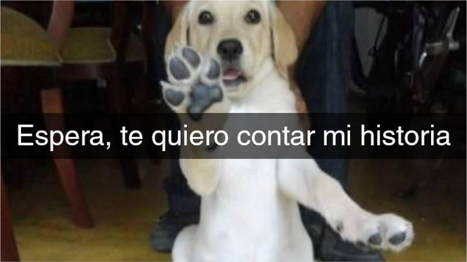 Perro con terrible enfermedad "cuenta" su historia de vida antes de morir (FOTOS) 