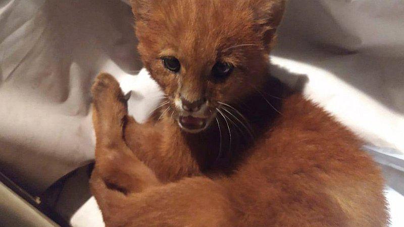 Una joven rescata a gato huérfano, pero descubre que era un puma salvaje 